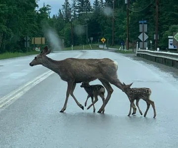 mama+deer+and+babies+in+40k+zone+-+2022